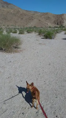 Dog Park City of Palm Desert Homme-Adams Park Indio