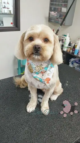 Dog Grooming Little Paws Pet Grooming West Covina
