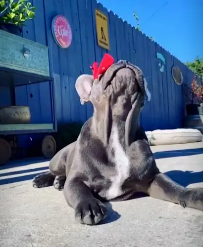 Dog breeder Davis Dynasty French Bulldogs Ventura
