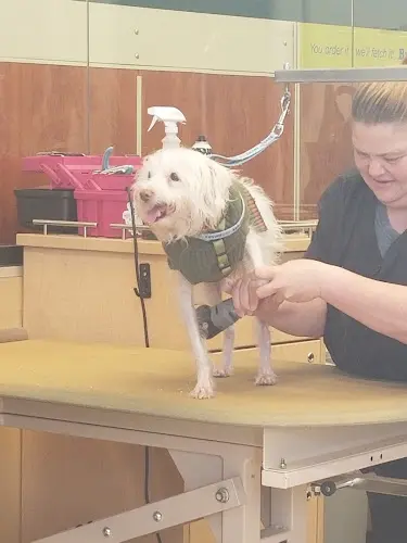 Pet vet PetSmart Long Beach
