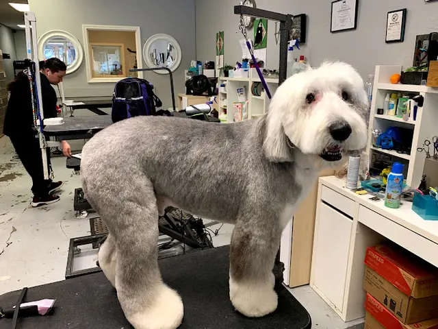 Dog Grooming All Fur Love Grooming LLC Hayward