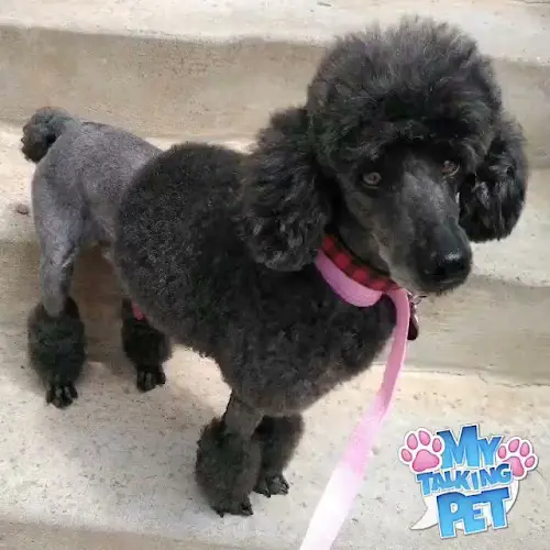 Dog Grooming Rosies pet Grooming El Cajon