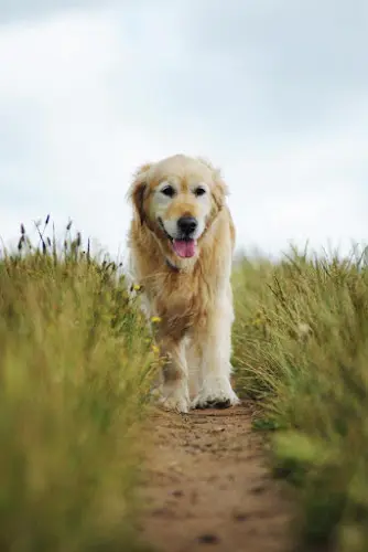 Pet vet Peaceful Pathways In-Home Pet Hospice and Euthanasia Sunnyvale