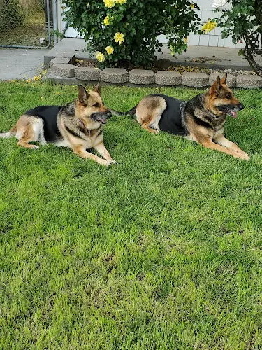 Pet vet Sac Pet vet Sacramento