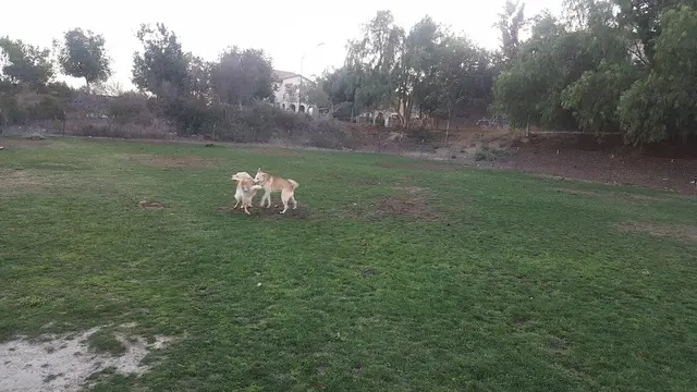 Dog Park Dog Park Inglewood