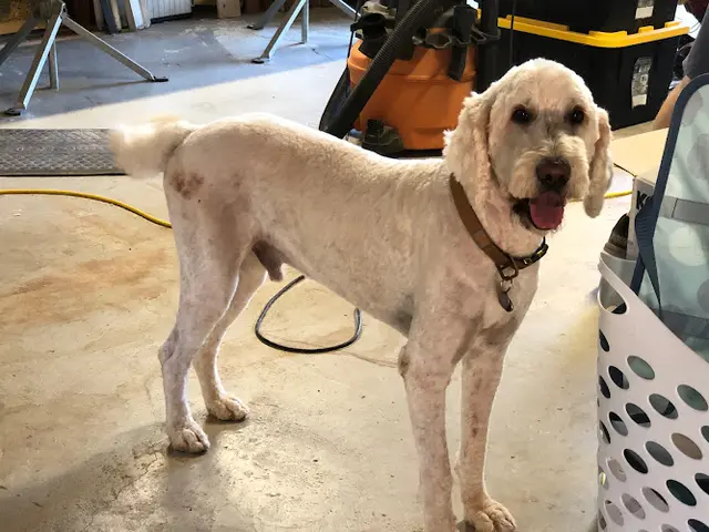 Dog Grooming Sydnee's Pet Grooming San Marcos