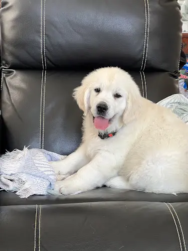 Dog breeder GOLDENS FOR SALE Victorville