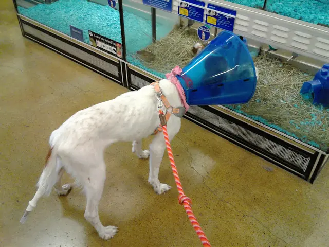 Pet vet PetSmart Vancouver