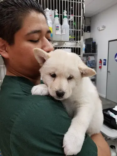 Pet vet Angel City Animal Hospital Glendale