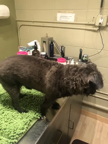 Pet vet Creature Comfort Holistic Oakland