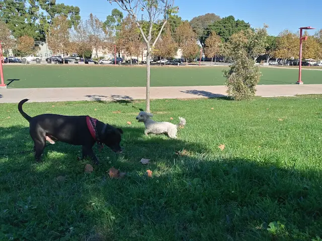 Dog Park Wilmington Waterfront Park Carson