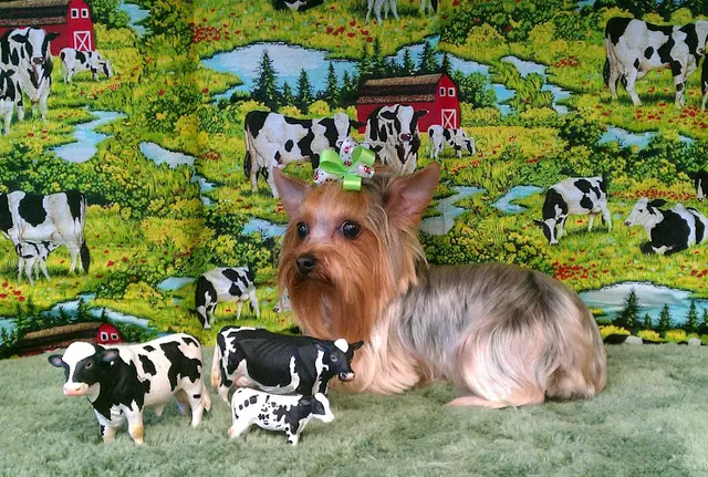 Dog Grooming Shampoodles Grooming Redding