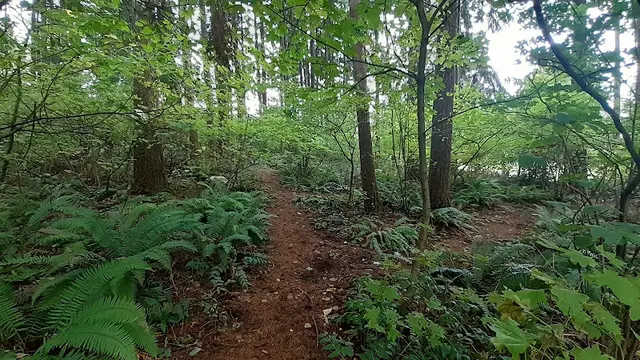 Dog Park Maplecrest Trail Vancouver