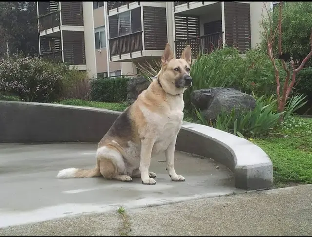 Dog Park Turk Street Park San Francisco