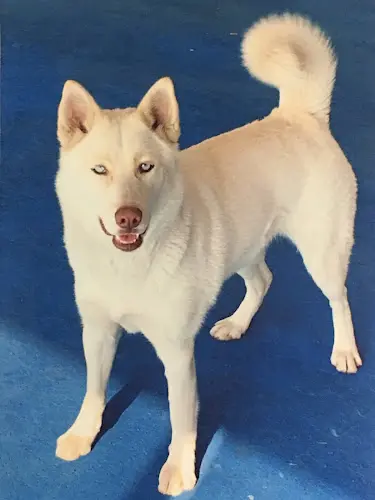 Dog day care center Pet Hotel Stockton