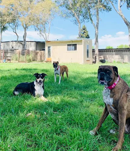 Dog day care center River Dogs Resort Sacramento