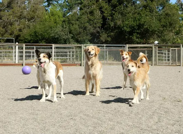 Dog trainer Dairydell's Doggie Dude Ranch Santa Rosa