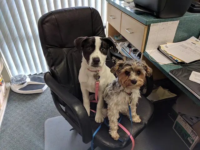 Pet boarding service Evergreen Pet Clinic Richmond