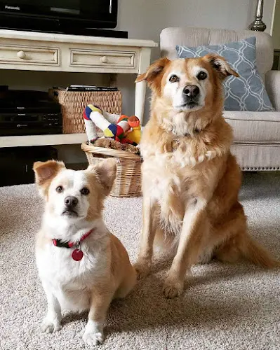 Pet vet Animal Medical Clinic Santa Barbara