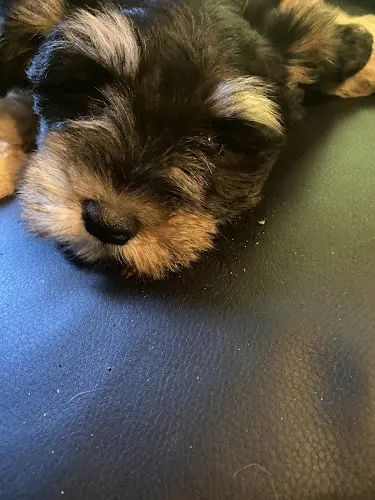 Dog breeder Seventy-Serenity Schnauzers Federal Way