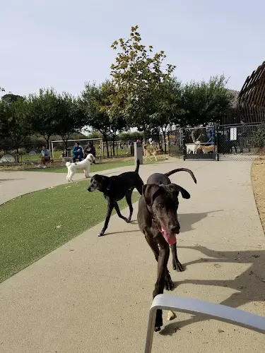 Dog Park Bluff Creek Dog Park Inglewood