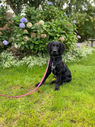Dog trainer Ivy's Dog Training Salem