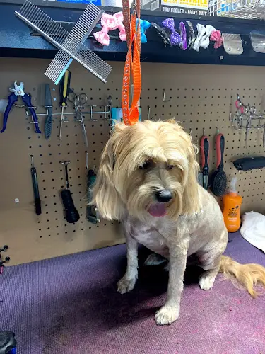 Dog Grooming Shack In The Back Grooming Fresno
