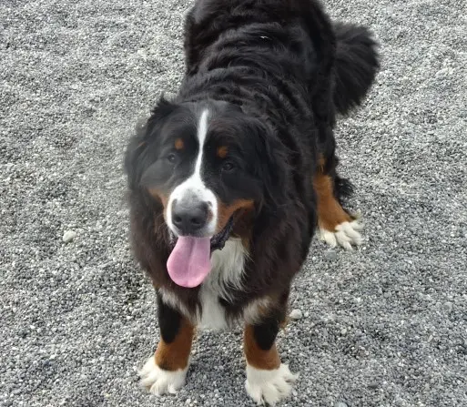 Pet boarding service Canine Country Club And Cattery Inc Everett
