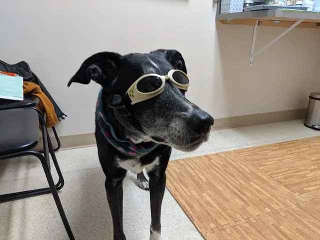 Pet vet Sunset Hill Veterinary & Rehab Center Kirkland