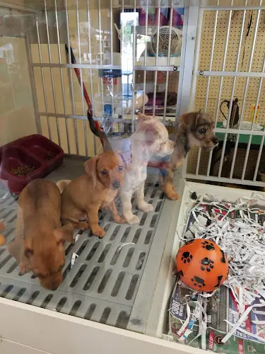 Dog breeder PETNJOY Downey