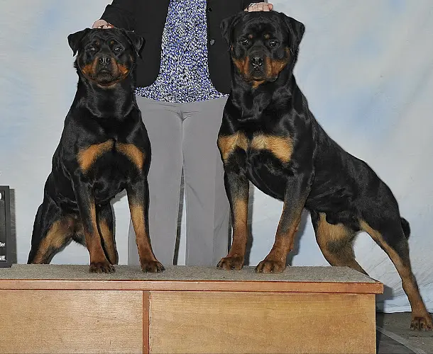 Dog breeder Vom Corvinus Haus Rottweilers Spokane