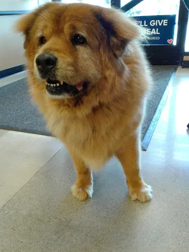 Dog breeder PetSmart Santa Barbara
