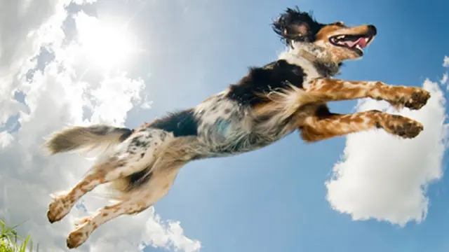 Pet vet VCA Acacia Animal Hospital and Pet Resort San Marcos