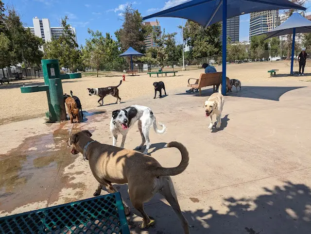 Dog Park Westwoof Dog Park Santa Monica