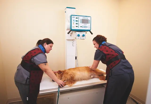 Pet vet Priceless Pet Clinic Kent