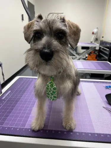 Dog Grooming Pride N Joy Grooming Chula Vista