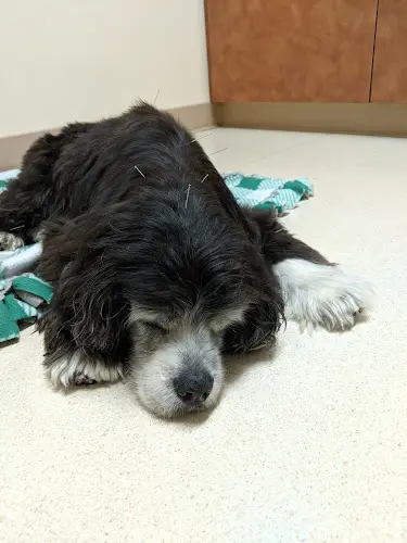 Pet vet Amador Valley Veterinary Center Livermore