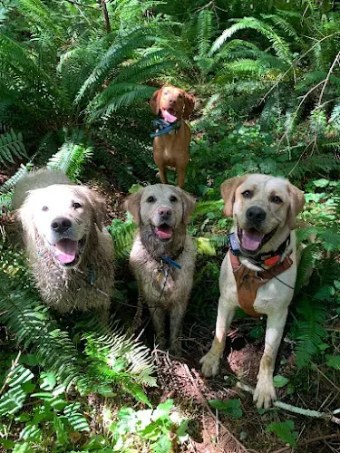 Dog day care center Dog Adventures Northwest Portland