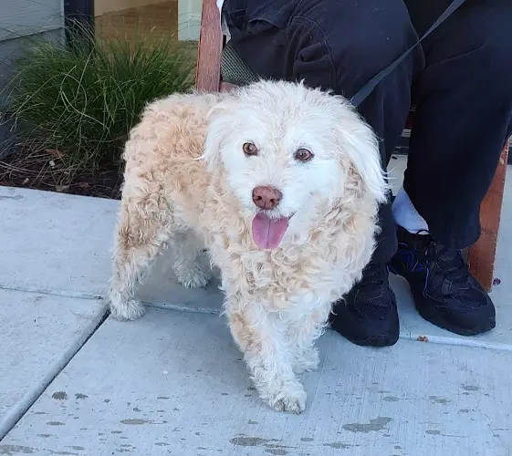 Pet vet Doolittle Pet Hospital San Leandro