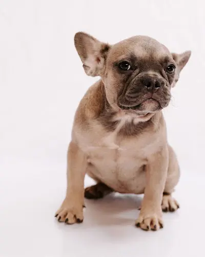 Dog breeder French Bulldog Los Angeles Downey
