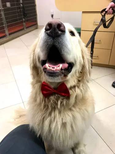 Dog day care center ARCHVET Animal Hospital San Jose