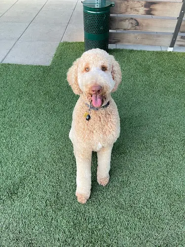 Pet boarding service all about the DOGue salon & spa Oakland