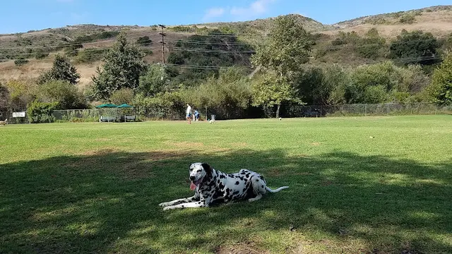 Dog Park Laguna Beach Dog Park Huntington Beach