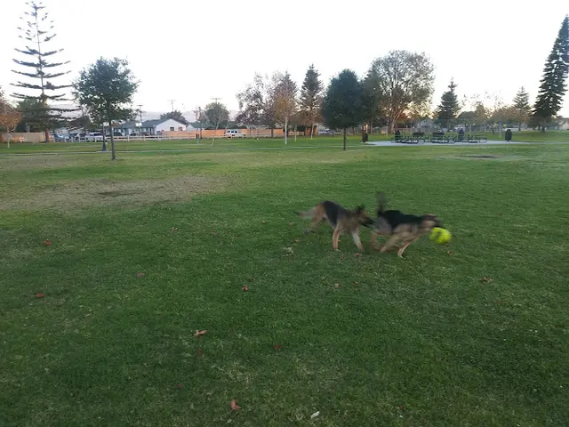 Dog Park Rio Lindo Park Ventura