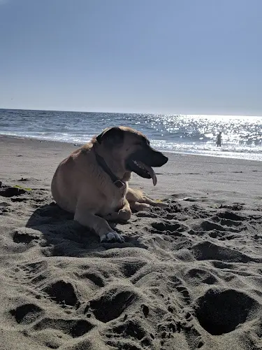 Dog Park Pacifica Esplanade Beach Daly City
