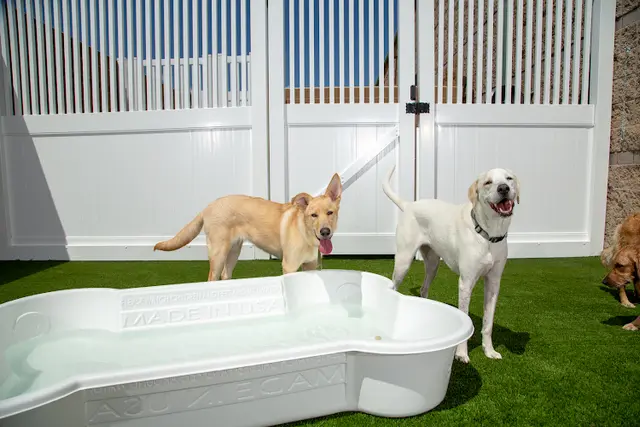 Dog day care center Camp Bow Wow Vallejo