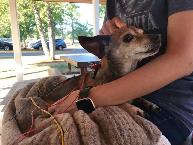 Pet vet Home Pet Acupuncture of Gresham, Portland, Vancouver Gresham
