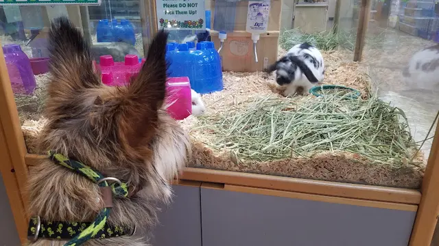 Pet vet Denny's Pet World Kirkland