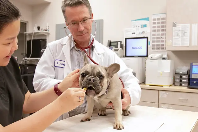 Pet vet VCA Broadway Animal Hospital Richmond