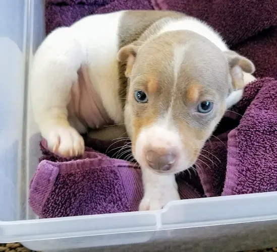 Dog breeder Clearbrook Kennels Federal Way
